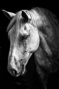 Des King - Camelot of the Household Cavalry